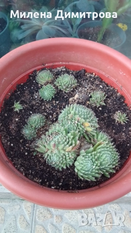 Семпервивум - дебелец различни сортове , снимка 8 - Градински цветя и растения - 52001936