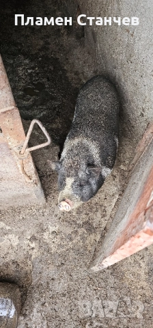 виетнамски прасета