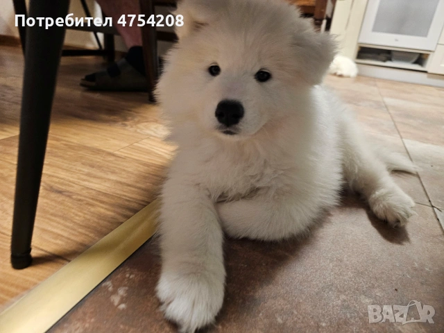 Продавам кученца Сибирски Самоед, снимка 5 - Самоед - 53697454
