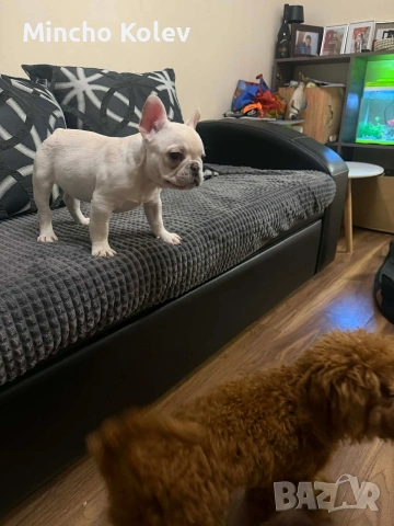 френски булдог Блу тен платинум , снимка 12 - Френски булдог - 53187558