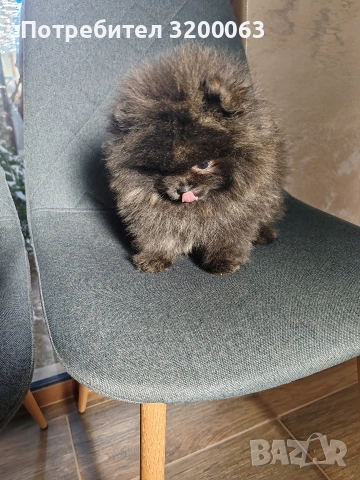 Померан мини мъжки.