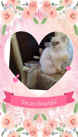 Ваксинирани персийски дългокосмести котки с ЕС паспорти,микрочипирани! , снимка 8 - Персийска - 45572562