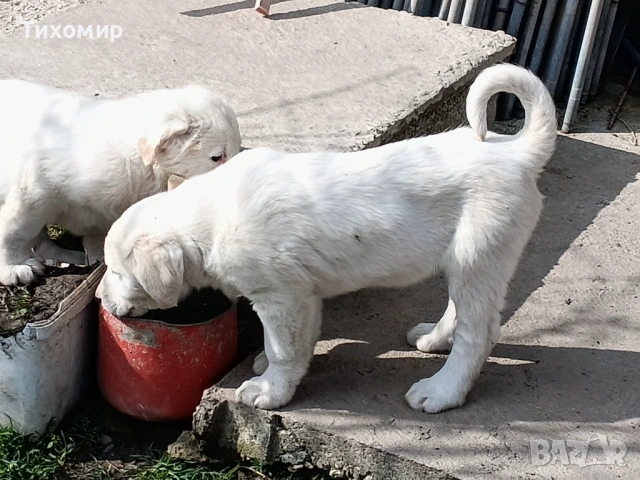 Алабай , снимка 5 - Алабай - 53407632