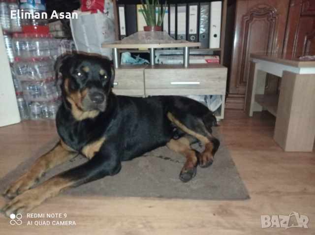 Rotwailer Kuceta Mijko i Jesnko , снимка 5 - Ротвайлер - 53354297