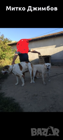 Кавказки вълкодави , снимка 7 - Други - 52867966