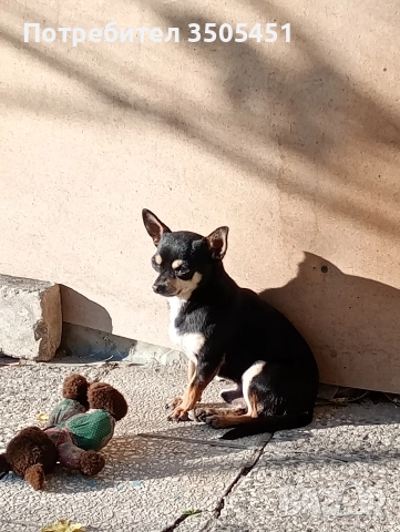 чихопинчерче мъжко , снимка 3 - Чихуахуа - 52832488