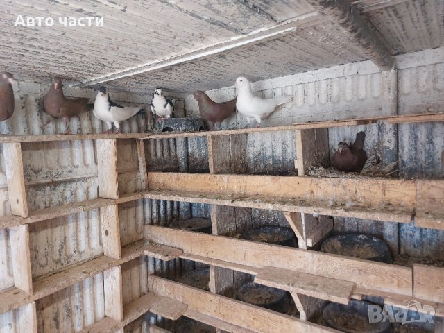 пазарджишки високолетачи.със добри полети, снимка 8 - Гълъби - 41818427