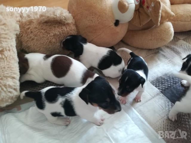 джак ръсел-видин 250лв за кутре 1709251750, снимка 7 - Джак ръсел териер - 51747736