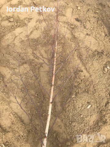 Бреза 0878112507, снимка 7 - Градински цветя и растения - 37004073