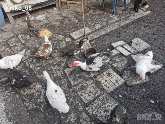 Неми патици, снимка 3 - Патици и гъски - 50267193