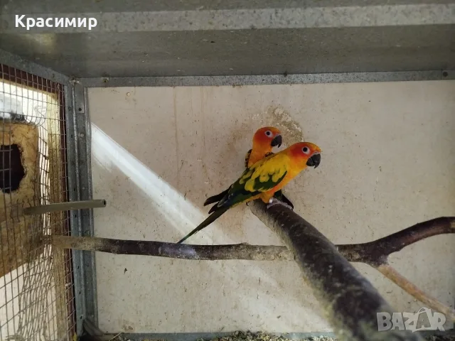 различни видове птици , снимка 11 - Папагали - 56153805