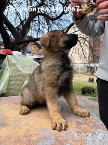 Немска овчарка - сивак, снимка 12 - Немска овчарка - 52977991