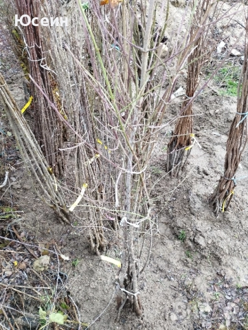 Фиданки от дюля, снимка 6 - Градински цветя и растения - 52578440