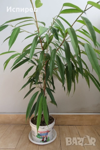 Фикус али, Ficus alii, 3-годишни растения, снимка 2 - Стайни растения - 51544538