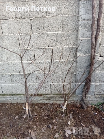 Смокинови фиданки, снимка 6 - Градински цветя и растения - 53703048