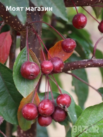 Декоративна червена ябълка-Малус, снимка 2 - Градински цветя и растения - 53631508