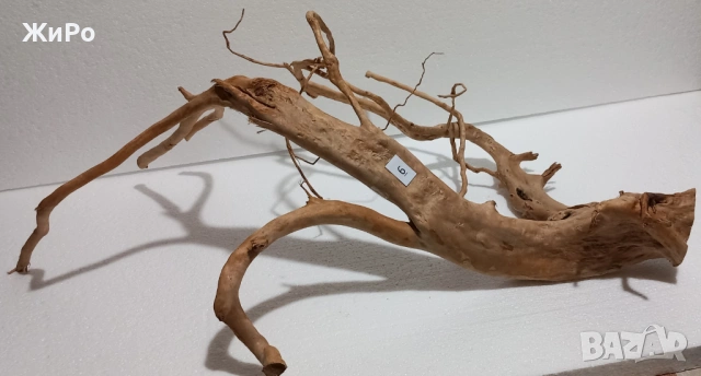 Корен от Азалия /декорация/ 6