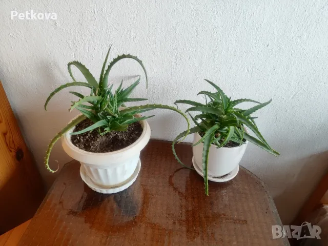 Алое Вера-лечебно, снимка 4 - Стайни растения - 49706399