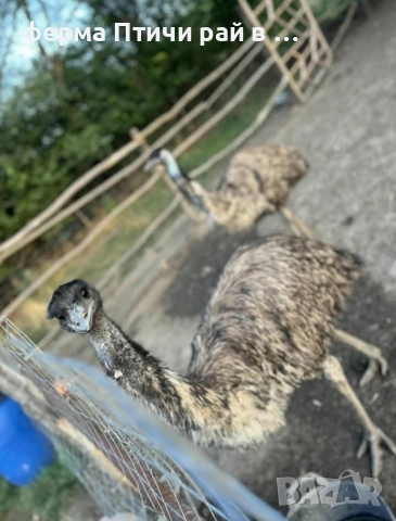 яйца от ему, снимка 2 - други­ - 51795788