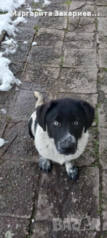 Кучета за пазачи на стада, снимка 7 - Други - 53458794