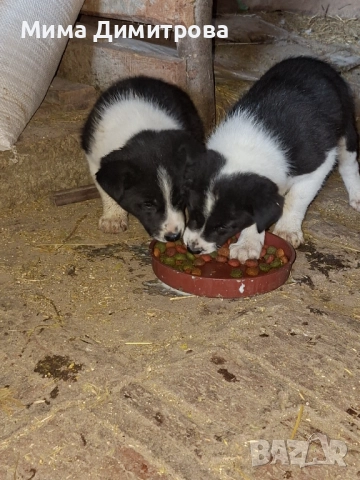  Бордър Коли, снимка 6 - Бо - 52421741