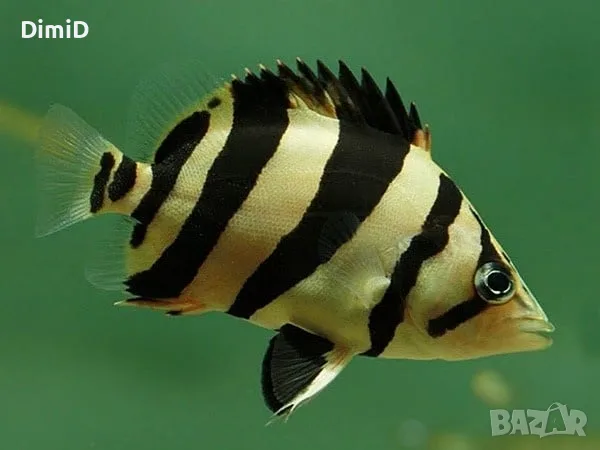 Datnioides microlepis/Сиамска тигрова
