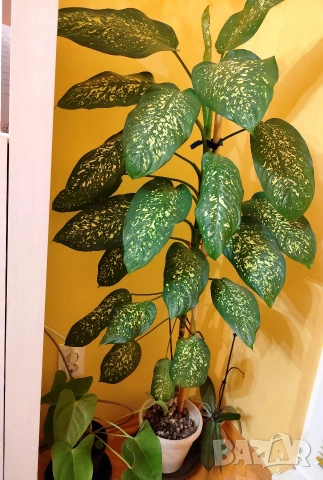 Продавам саксия с декоративно растение Дифенбахия., снимка 8 - Стайни растения - 25209673