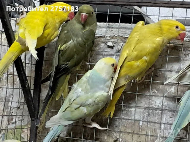 продавам папагали малки александри, снимка 3 - Папагали - 55713150