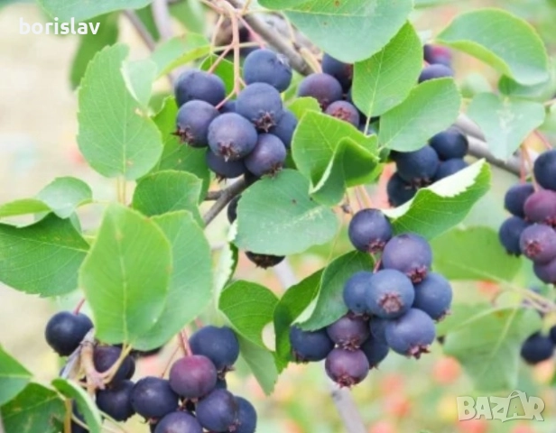 Канадска боровинка Смоуки, снимка 3 - Разсади - 51721739