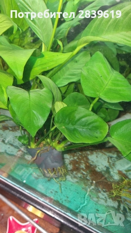 Аквариумни растения , снимка 16 - Рибки - 52689013