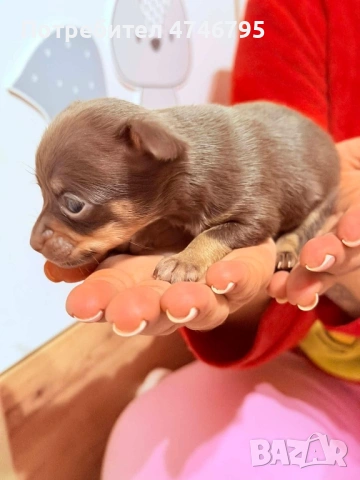 Малки Кученца бели,кафяви и бежови си търсят стопани, снимка 6 - Пинчер - 53598145