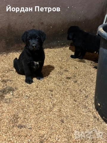 Голдан ретривър и немска овчарка, снимка 3 - Немска овчарка - 53596497