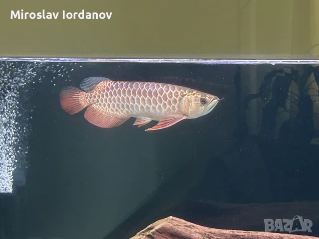 азиатска арована промоция до 20.10., снимка 2 - Рибки - 56328469