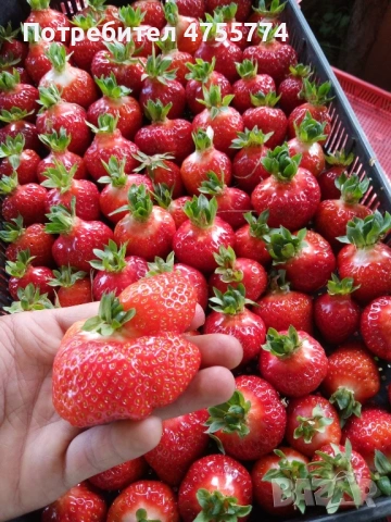 Качествен разсад Ягоди, снимка 5 - Разсади - 53722833