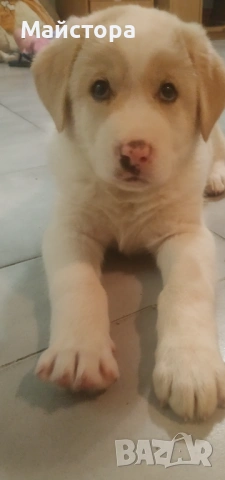 Продавам лабрадор 