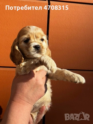 Кокер шпаньол карамел момче родословен баща, снимка 5 - Кокер шпаньол - 53854940