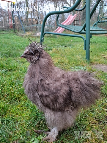 Американски копринки , снимка 5 - Кокошки и пуйки - 52953743