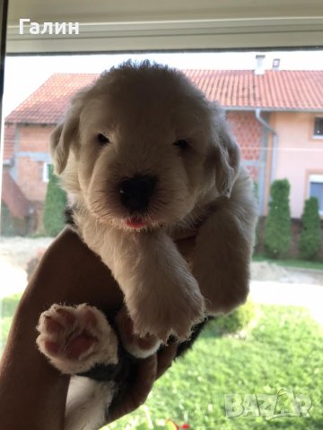 Бобтейл/ Староанглийска овчарка,бобтейл с родословие , снимка 3 - Други - 41393263