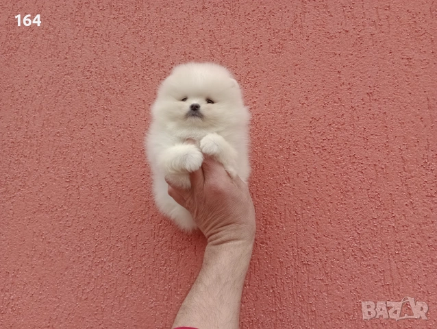 Мини Померани. Реални снимки !!! , снимка 5 - Померан - 53859129