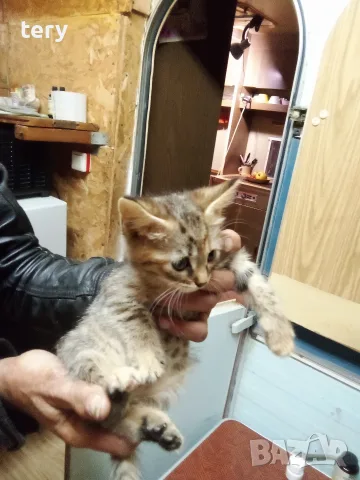 Продавам разкошни полуперсичета на 2 месеца Варна 