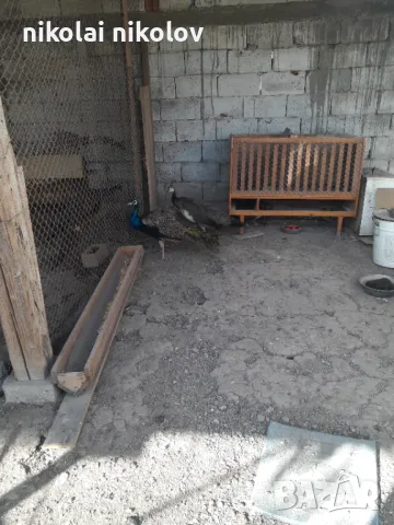 двойка пауни, снимка 4 - други­ - 41821918