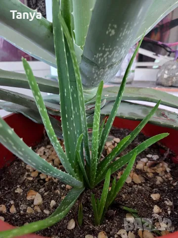 Алое вера (Aloe barbadensis Miller), снимка 3 - Стайни растения - 55771583