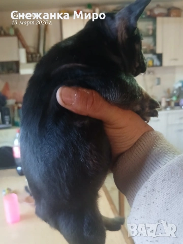 френски булдог. , снимка 4 - Френски булдог - 53830931