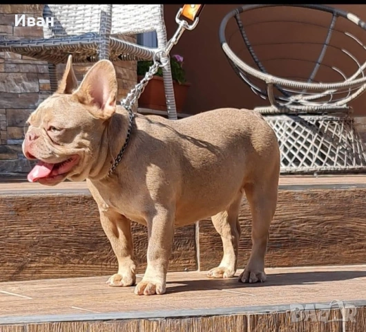 Френски Булдог, снимка 9 - Френски булдог - 53140404