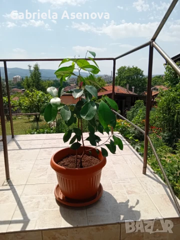 Голямо портокалово цвете