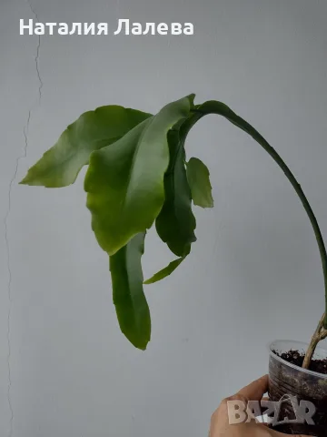 Епифилум, epiphyllum oxypetalum, снимка 3 - Стайни растения - 56304993