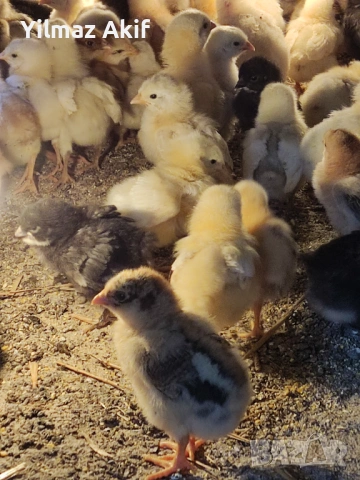 Пилета Легхорн черен и кръстоски, снимка 5 - Кокошки и пуйки - 53821053