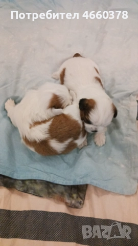 Ши тсу, снимка 2 - Ши Тцу - 52532871