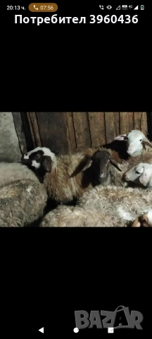 продавам коч и агнета 