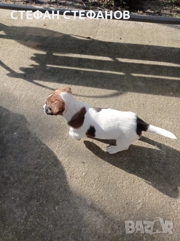 Джак Ръсел , снимка 2 - Джак ръсел териер - 52917744